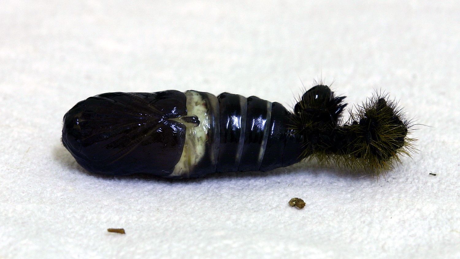 The Parasites that Prevent Caterpillars from Taking Over the World